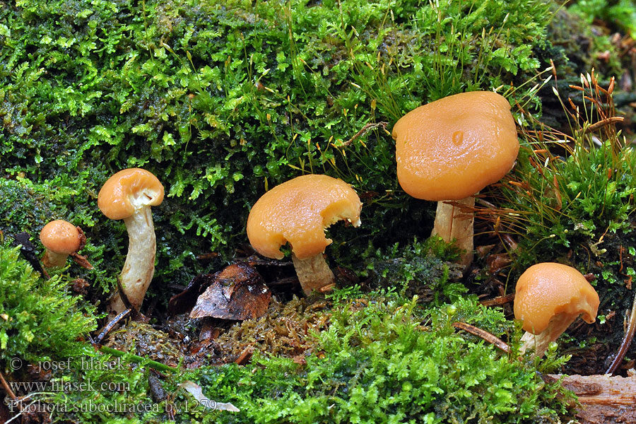 Pholiota subochracea Šupinovka třepenitkovitá