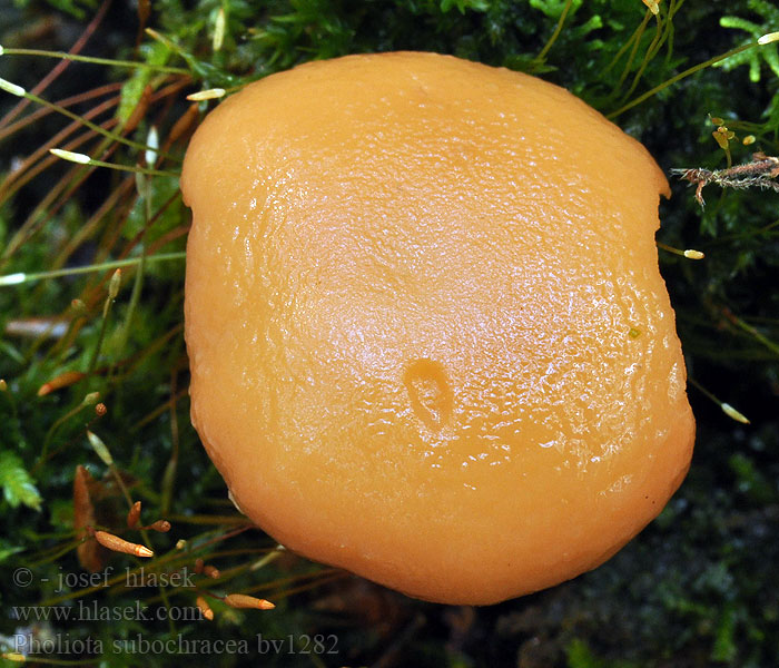 Pholiota subochracea Schwefelkopf-Schüppling