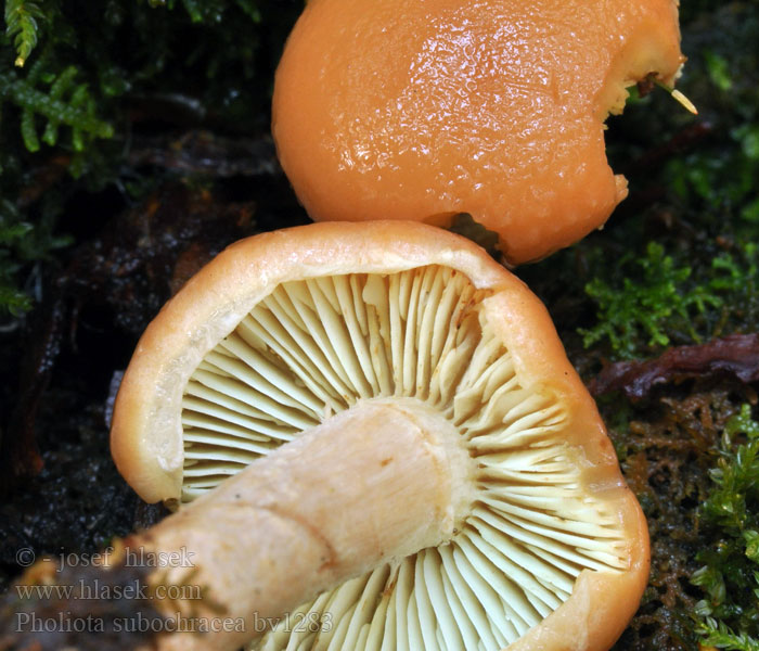 Pholiota subochracea Aprikostofsskivling Salohelokka