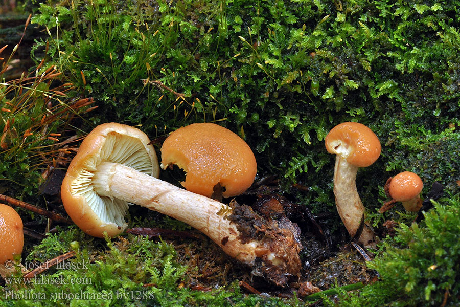 Pholiota subochracea Pholiote hypholomoïde Granskjellsopp