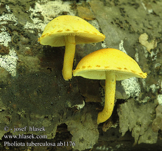 Pholiota tuberculosa ab1176