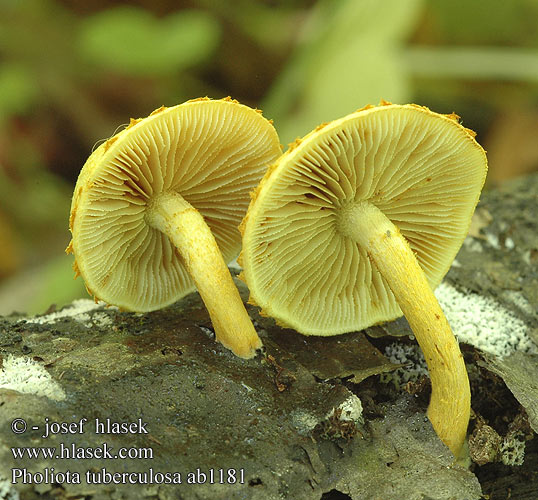 Pholiota tuberculosa ab1181