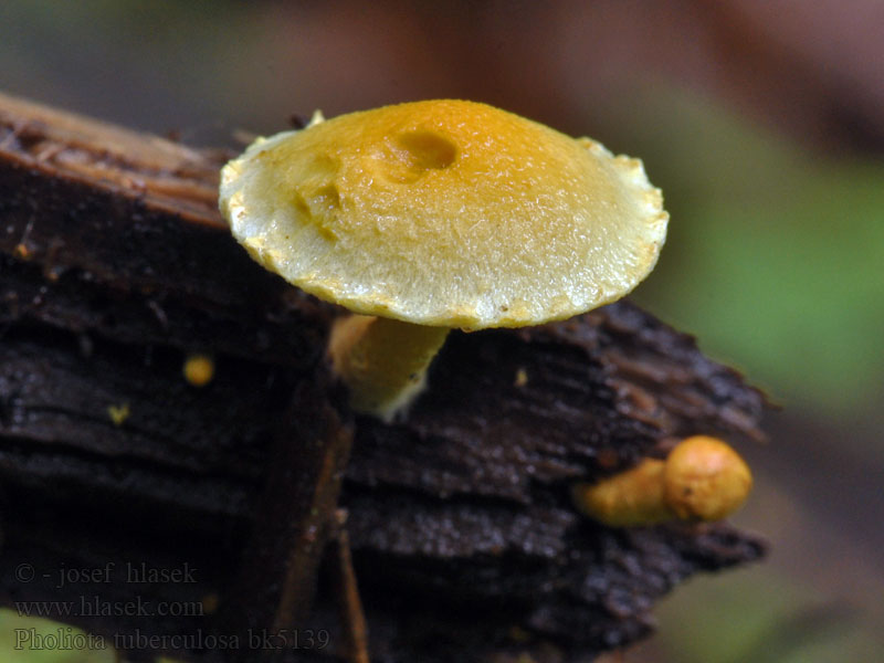 Łuskwiak gruzełkowany Oranjegele Bundelzwam Pholiota tuberculosa