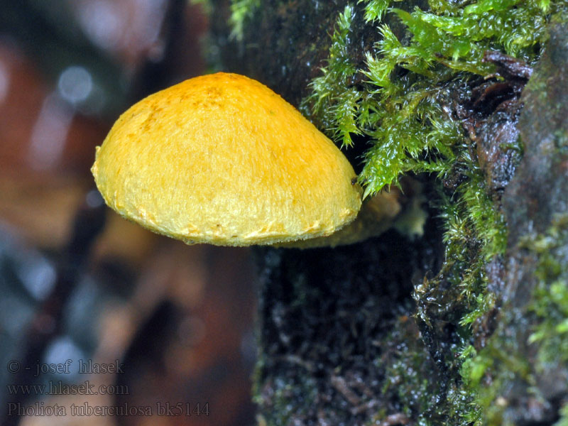 Šupinovka hlízkovitá krivá Pholiota tuberculosa