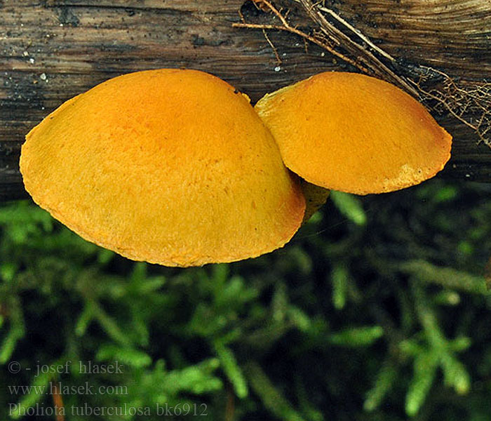 Pholiota tuberculosa Finflockig tofsskivling Finskællet skælhat