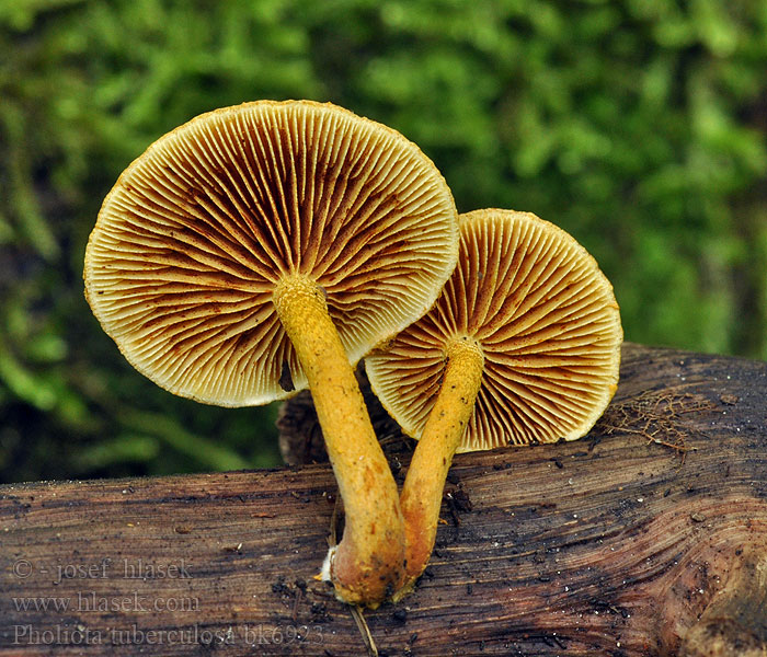 Pholiota tuberculosa Šupinovka hlízkovitá Łuskwiak gruzełkowany