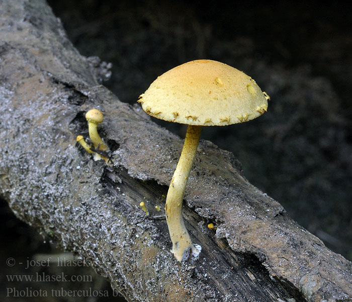 Pholiota tuberculosa Šupinovka hlízkovitá