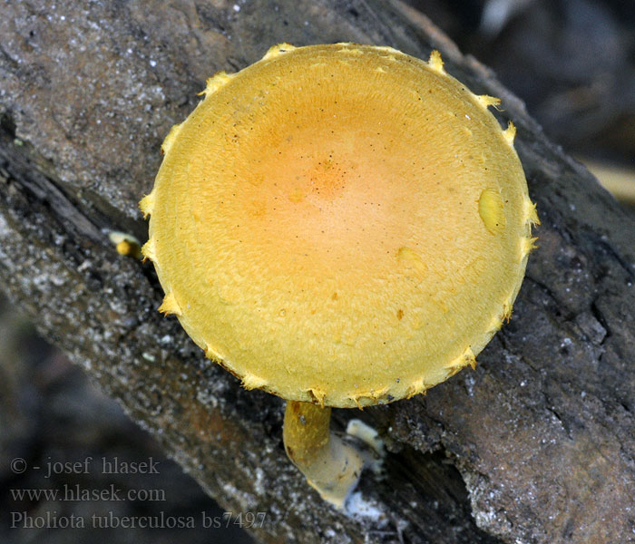 Pholiota tuberculosa Łuskwiak gruzełkowany