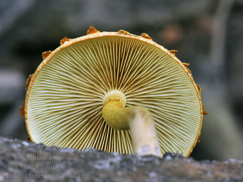 Pholiota_tuberculosa_bs7498