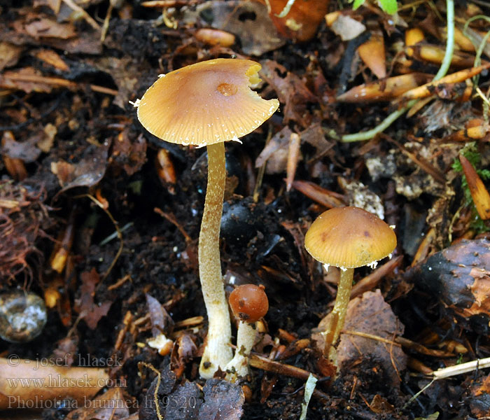 Pholiotina brunnea Conocybe Čepičatka hnědá