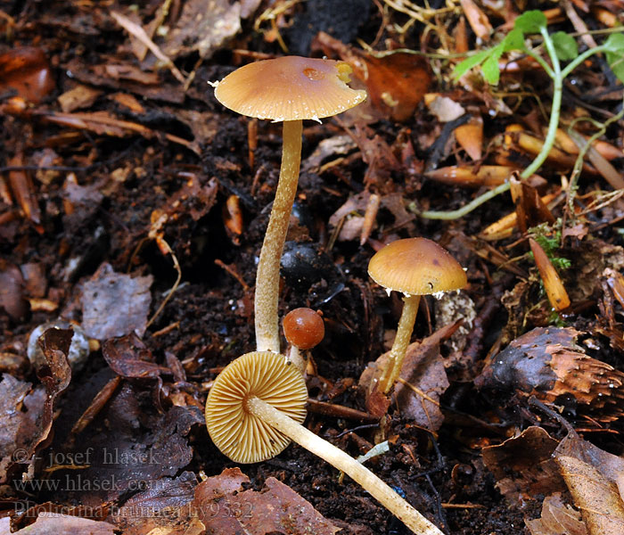 Pholiotina brunnea Brauner Glockenschüppling Getand Breeksteeltje