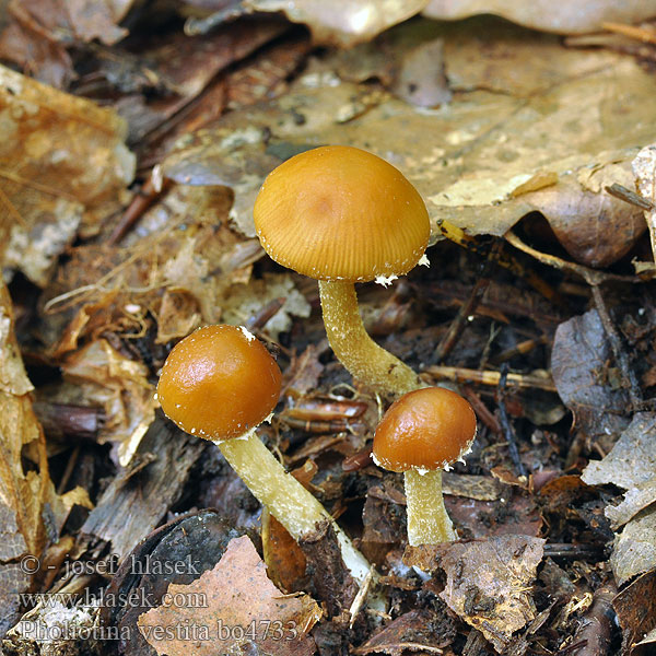 Pholiotina vestita Conocybe Čepičatka ošacená