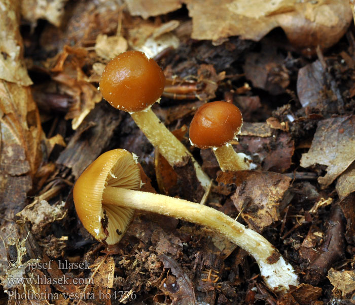 Pholiotina vestita Geschmückter Glockenschüppling