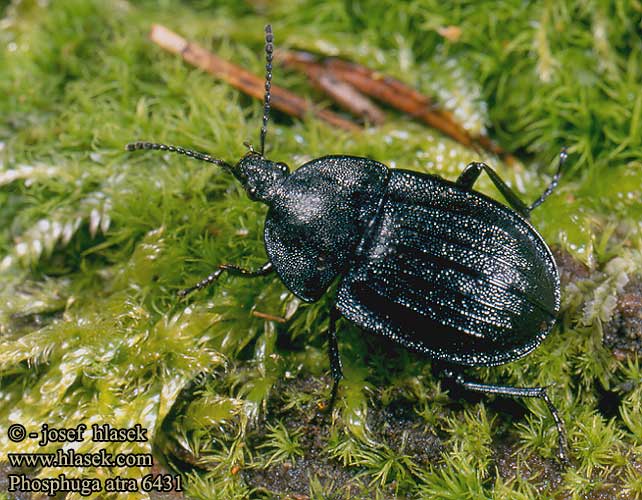 Phosphuga atrata 6431 DK: Snegleådselbille FI: Etanahaiskiainen FR: Petit Silphe noir NL: Slakkenaaskever DE: Schwarze Schneckenjäger Aaskäfer PL: Zaciemka czarna CZ: mrchožrout černý načernalý RU: мертвоед трехреберный