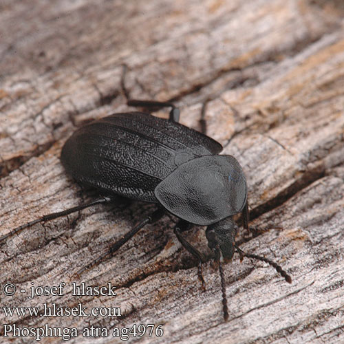 Phosphuga atrata ag4976 DK: Snegleådselbille FI: Etanahaiskiainen FR: Petit Silphe noir NL: Slakkenaaskever DE: Schwarze Schneckenjäger Aaskäfer PL: Zaciemka czarna CZ: mrchožrout černý načernalý RU: мертвоед трехреберный