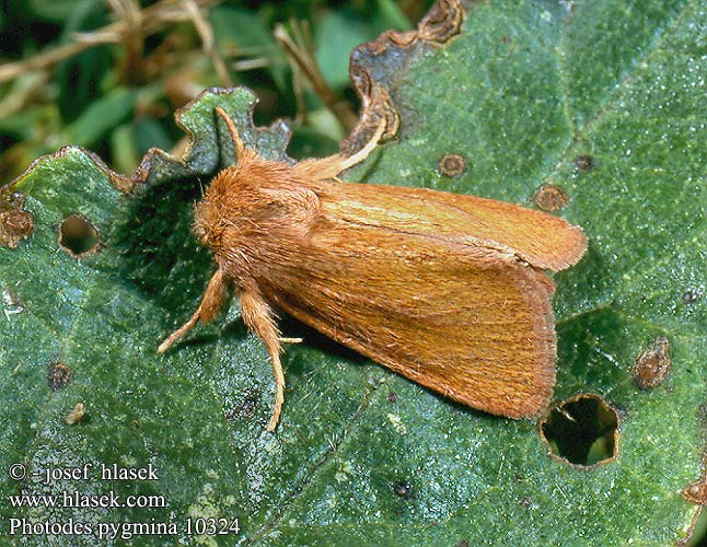 Photedes pygmina Small Wainscot Travaka bainn