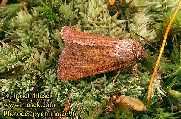 Small Wainscot Travaka bainn Photedes pygmina