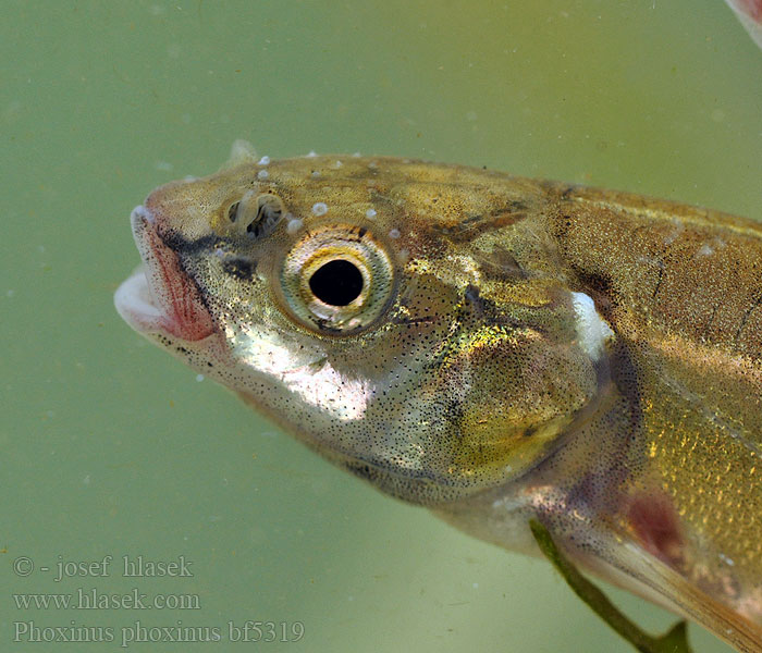 Phoxinus phoxinus Common Minnow Střevle potoční Strzebla potokowa Обыкновенный гольян Elritze 真鱥 Graevî  Elritsa Mutu Пијор Pisanec Noarsa Күөнэх Терлянка Ørekyt Ørekyte Elrits Fürge cselle Paprastoji rainė Ellchen Pijor Vairon poisson Lepamaim Elritse Касанкă Barb roig Piscardo foxino Sanguinerola Čerebľa pestrá Гольян-красавка звичайний