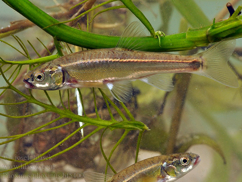 Vairon poisson Lepamaim Elritse Касанкă Barb roig Piscardo foxino Sanguinerola Čerebľa pestrá Гольян-красавка звичайний Phoxinus phoxinus Common Minnow Střevle potoční Strzebla potokowa Обыкновенный гольян Elritze 真鱥 Graevî  Elritsa Mutu Пијор Pisanec Noarsa Күөнэх Терлянка Ørekyt Ørekyte Elrits Fürge cselle Paprastoji rainė Ellchen Pijor