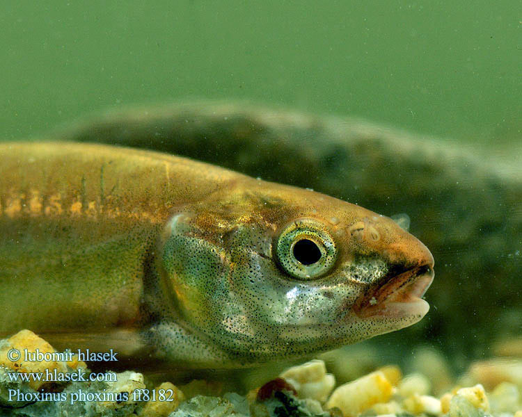 Piscardo foxino Sanguinerola Čerebľa pestrá Гольян-красавка звичайний Phoxinus phoxinus Common Minnow Střevle potoční Strzebla potokowa Обыкновенный гольян Elritze 真鱥 Graevî  Elritsa Mutu Пијор Pisanec Noarsa Күөнэх Терлянка Ørekyt Ørekyte Elrits Fürge cselle Paprastoji rainė Ellchen Pijor Vairon poisson Lepamaim Elritse Касанкă Barb roig