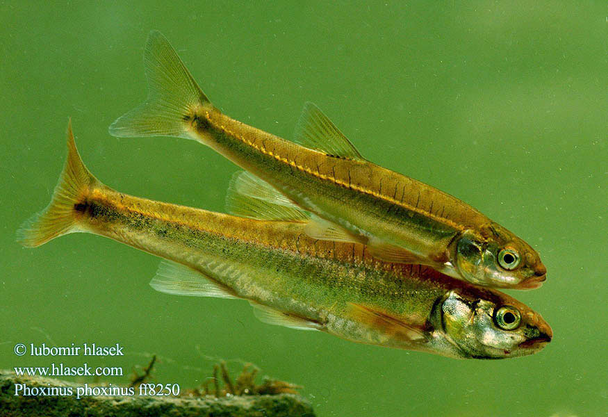 Гольян-красавка звичайний Phoxinus phoxinus Common Minnow Střevle potoční Strzebla potokowa Обыкновенный гольян Elritze 真鱥 Graevî  Elritsa Mutu Пијор Pisanec Noarsa Күөнэх Терлянка Ørekyt Ørekyte Elrits Fürge cselle Paprastoji rainė Ellchen Pijor Vairon poisson Lepamaim Elritse Касанкă Barb roig Piscardo foxino Sanguinerola Čerebľa pestrá