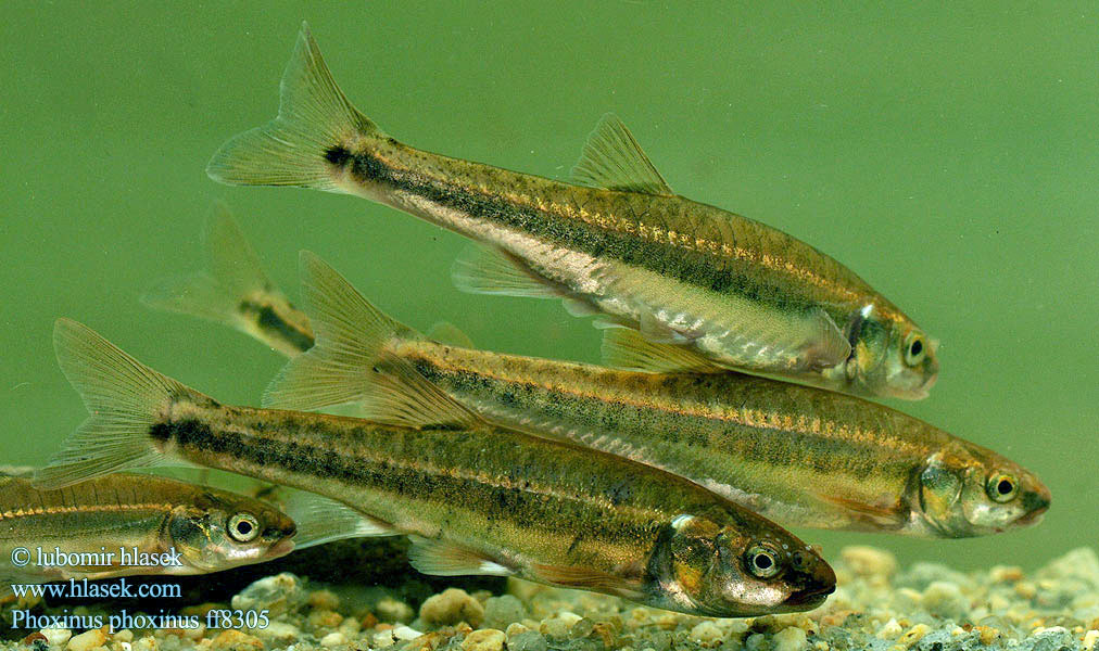 Common Minnow Střevle potoční Strzebla potokowa Обыкновенный гольян Elritze 真鱥 Graevî  Elritsa Mutu Пијор Pisanec Noarsa Күөнэх Терлянка Ørekyt Ørekyte Elrits Fürge cselle Paprastoji rainė Ellchen Pijor Vairon poisson Lepamaim Elritse Касанкă Barb roig Piscardo foxino Sanguinerola Čerebľa pestrá Гольян-красавка звичайний Phoxinus phoxinus