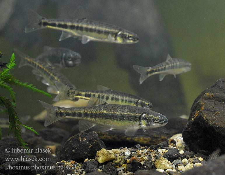 Phoxinus phoxinus Common Minnow Střevle potoční