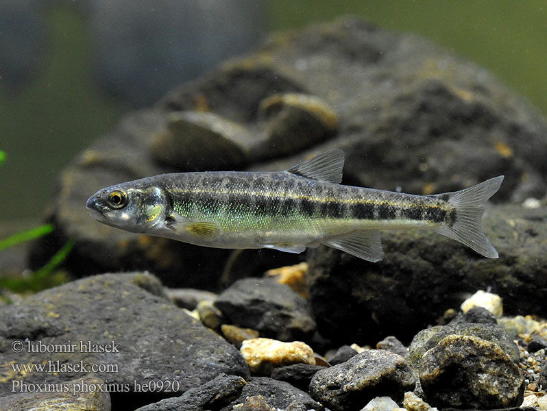 Phoxinus phoxinus Common Elritze 真鱥 Graevî Elritsa