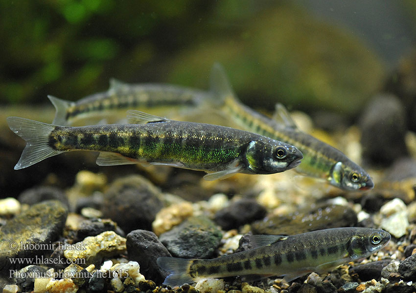 Phoxinus phoxinus Common Minnow