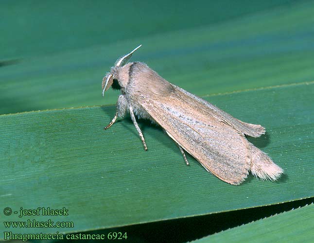 Phragmataecia castaneae Reed Leopard Schilfrohrbohrer