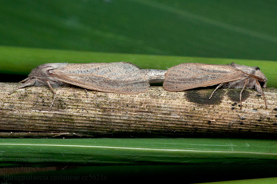 Schilfrohrbohrer Phragmataecia castaneae