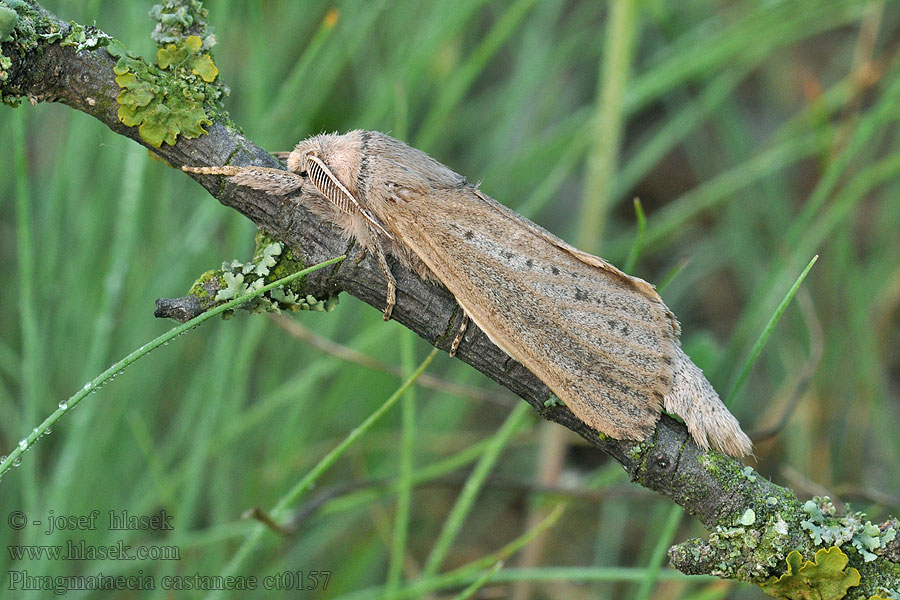 Phragmataecia castaneae