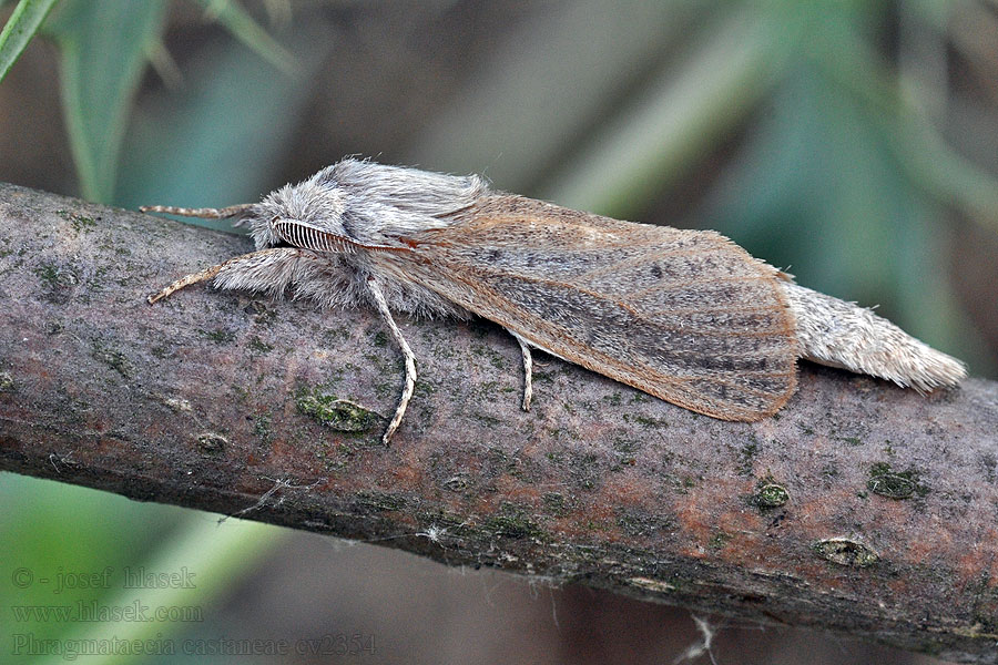 Phragmataecia castaneae