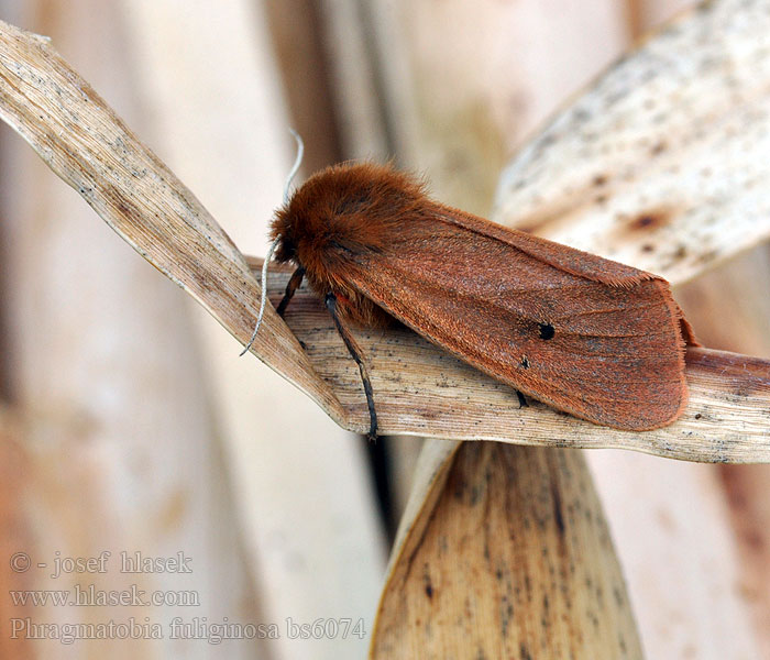 Tiger moth Spriadač štiavcový Écaille cramoisie Медведица бурая