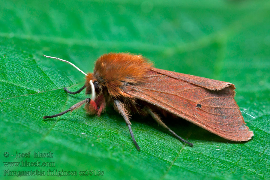 Phragmatobia fuliginosa