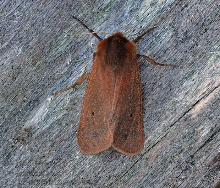 Přástevník šťovíkový Phragmatobia fuliginosa