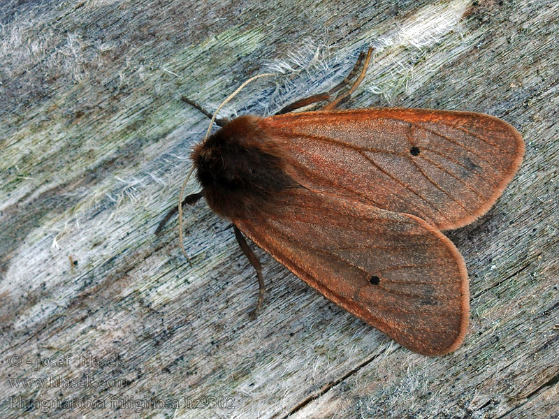 Zimtbär Ruby Tiger moth Phragmatobia fuliginosa