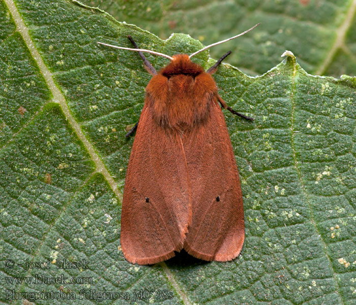 Phragmatobia fuliginosa