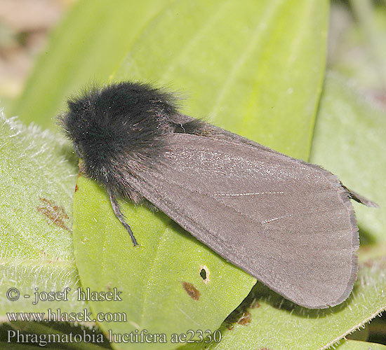 Phragmatobia luctifera Epatolmis caesarea Přástevník smuteční