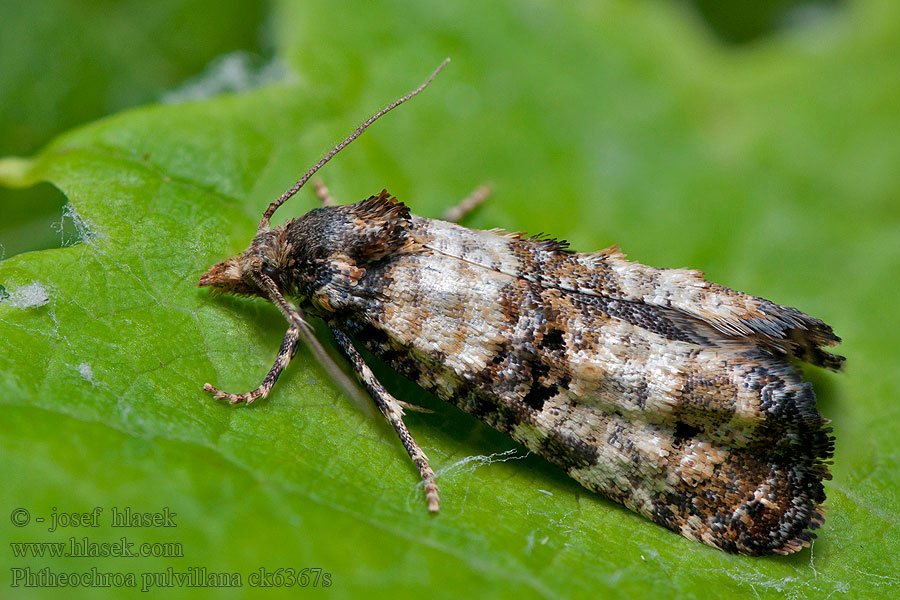 Phtheochroa pulvillana Zvinúvač asparágusový