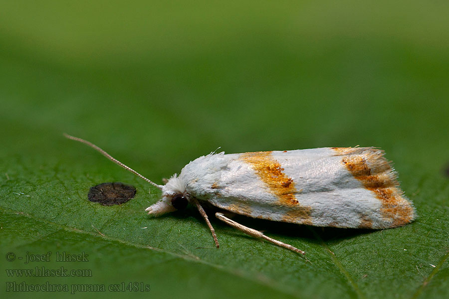 Phtheochroa purana