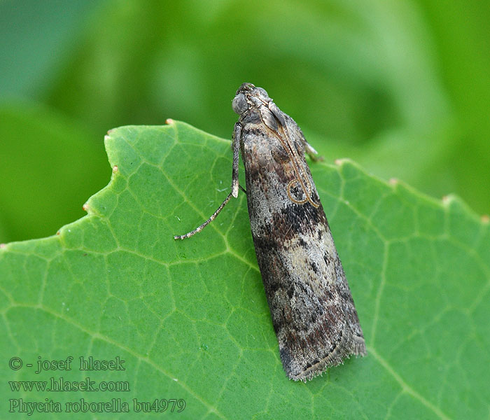 Phycita roborella Dotted Oak Knot-horn