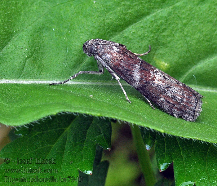 Phycita roborella Eikenlichtmot