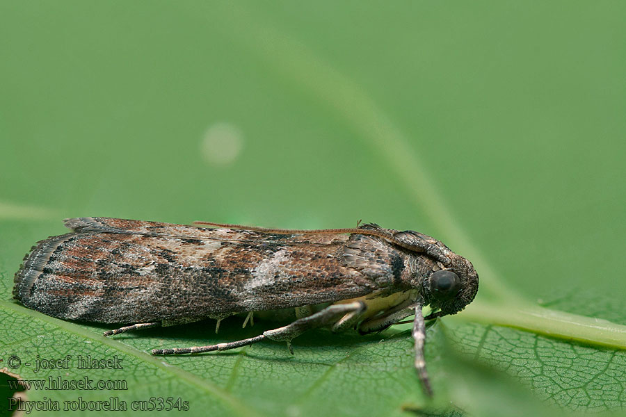 Phycita roborella Vanlig eikesmalmott