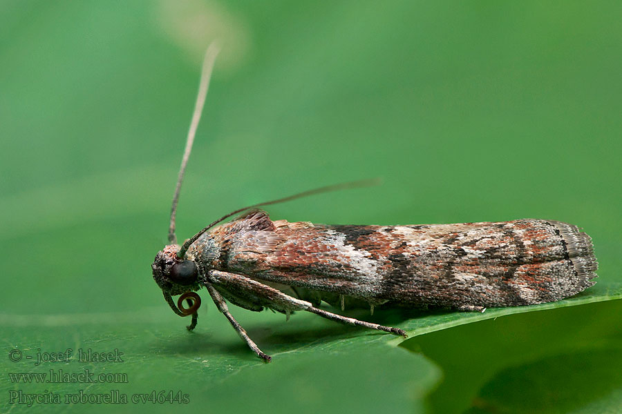 Dotted Oak Knot-horn Phycita roborella