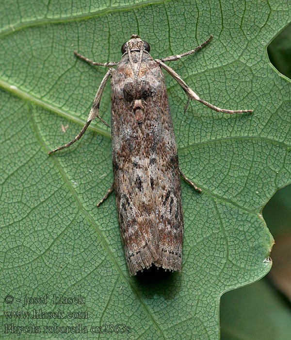 Eikenlichtmot Phycita roborella