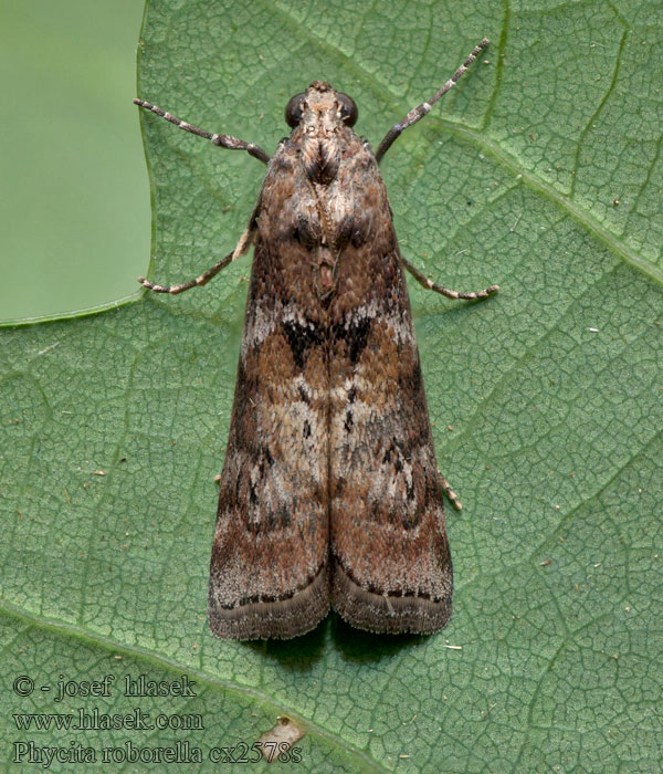 Gråbrunt ekbladmott Phycita roborella