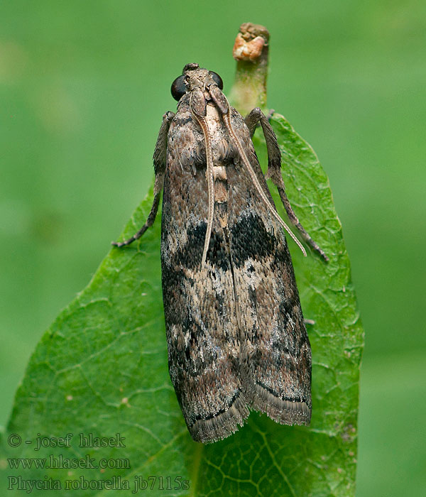 Gråbrunt ekbladmott Phycita roborella