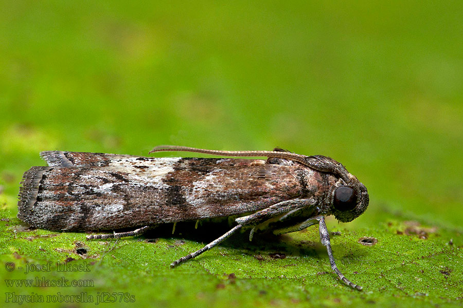 Vijačka jabloňová Phycita roborella