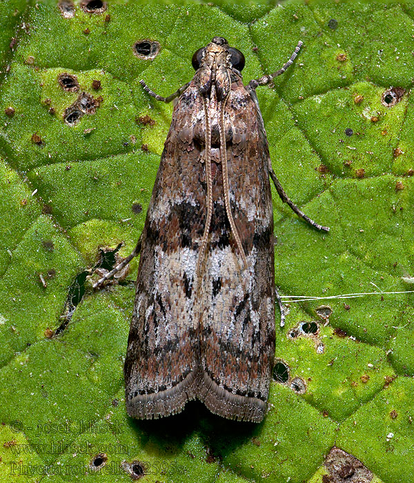 Dotted Oak Knot-horn Phycita roborella